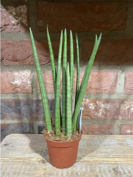 Sansevieria Cylindrica | The Greenery