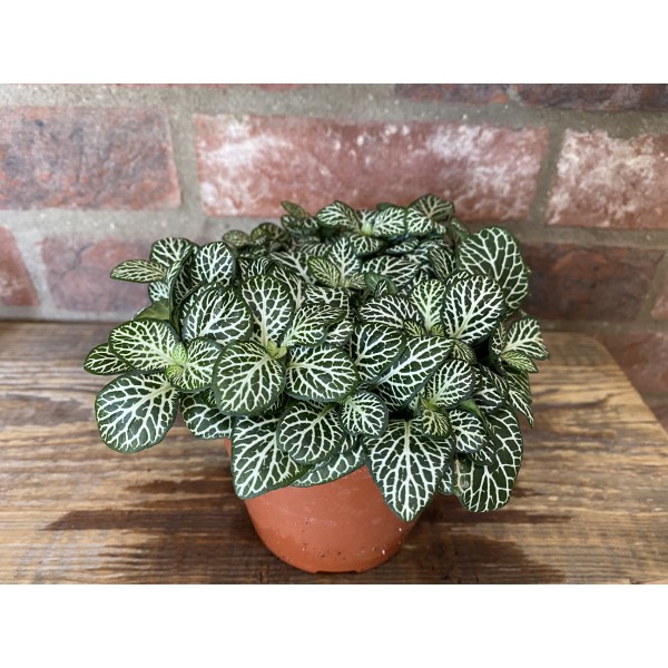 Buy Fittonia Mini White Online | Indoor & House Plants- UK Delivery