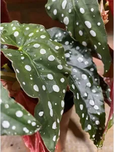 Buy Begonia Maculata Online | Indoor & House Plants- UK Delivery